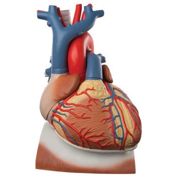 3B Scientific Heart on Diaphragm, 3 times - w/ 3B Smart Anatomy 1008547